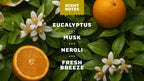 Scent notes graphic used on Dr. Squatch product pages